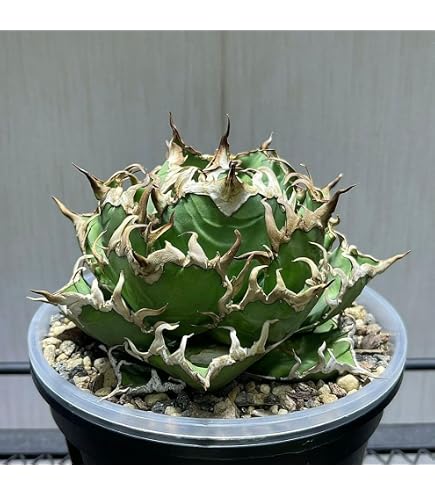 Amazon｜アガベ チタノタ 凱撒(シーザー)/ Agave titanota 'Caesar
